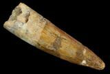 Spinosaurus Tooth - Real Dinosaur Tooth #117726-1